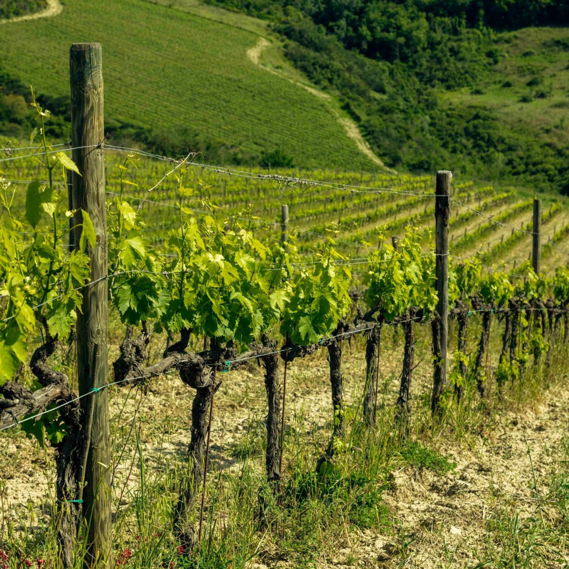 Agriturismo Poggio Il Castellare Montalcino Exteriér fotografie